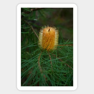 Hairpin Banksia Sticker